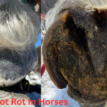 Foot Rot in horses