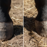 How to Trim Hooves for Laminitis Horses
