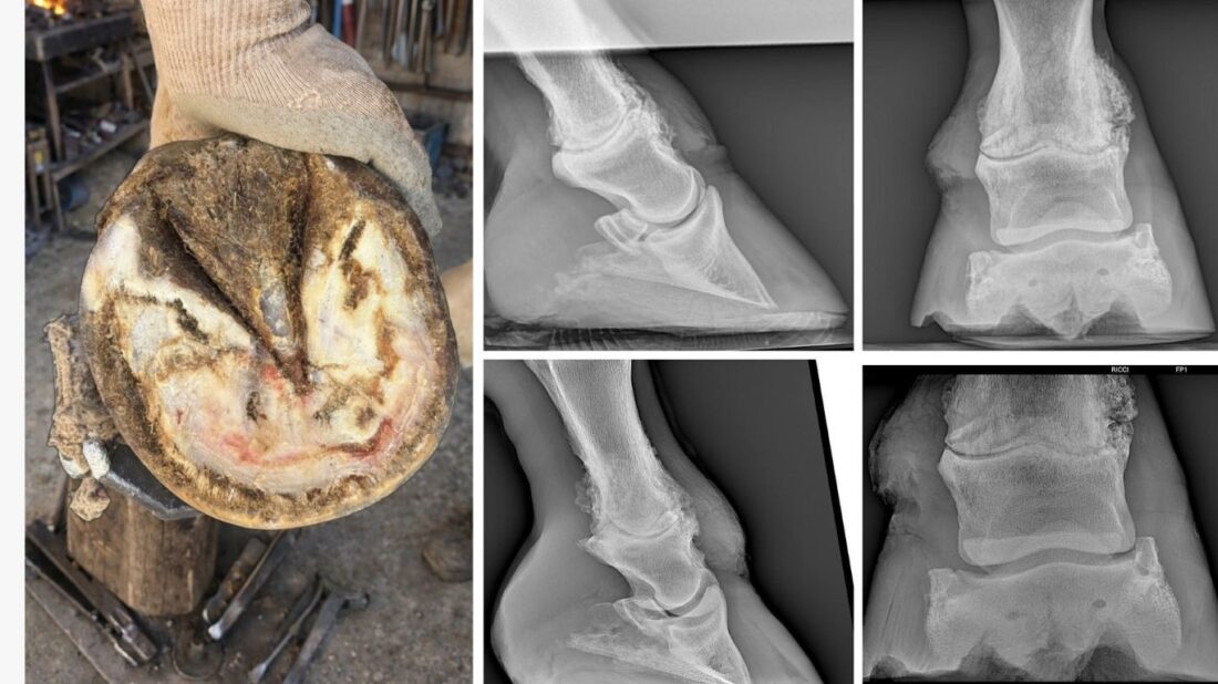 Natural Treatment for Laminitis in Horses