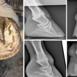 Natural Treatment for Laminitis in Horses