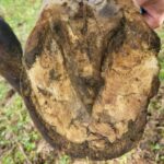 New Treatment for Laminitis in Horses