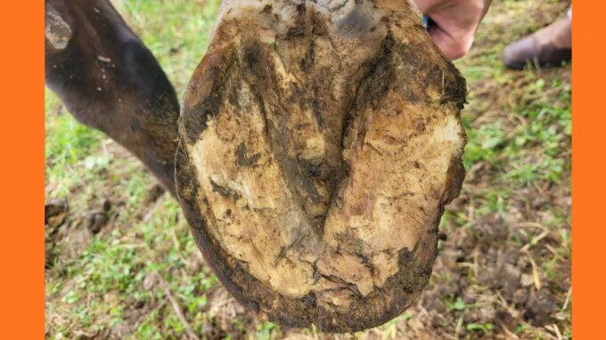 New Treatment for Laminitis in Horses