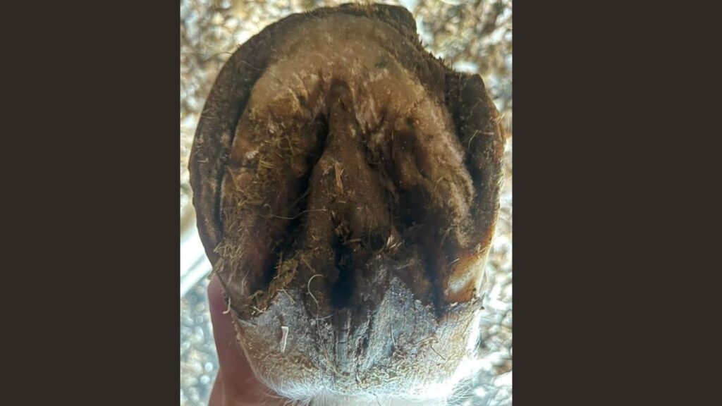 New Treatment for Laminitis in Horses