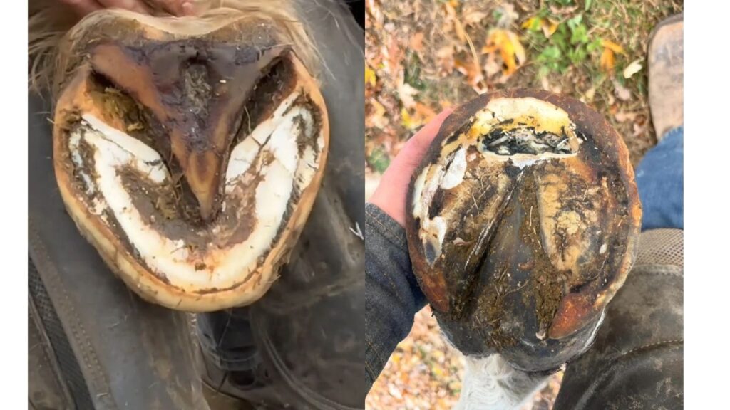is laminitis in horses curable
