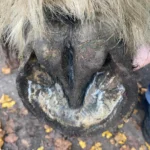 Deep Central Sulcus Thrush in horses