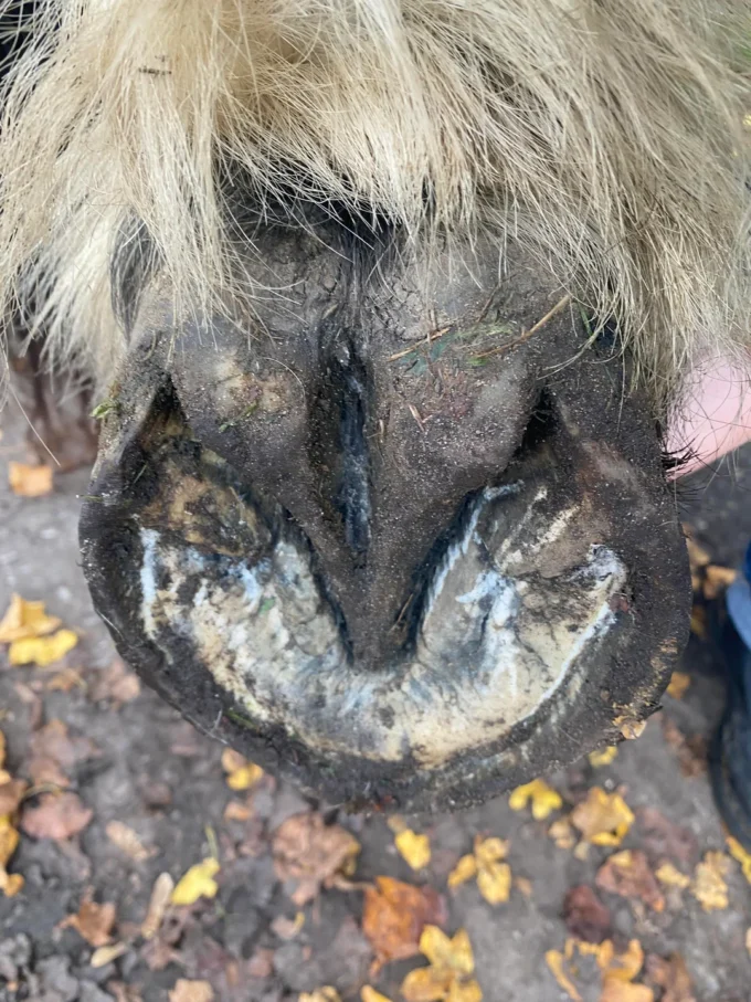 Deep Central Sulcus Thrush in horses