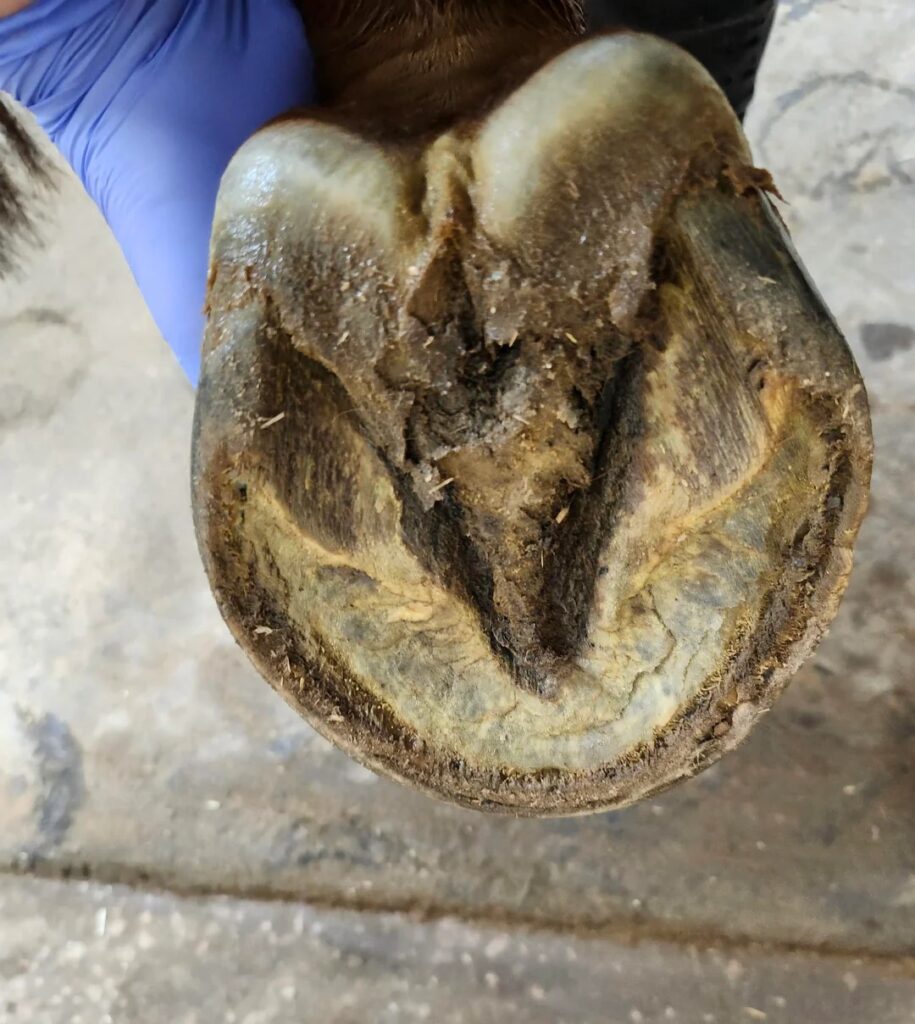 Deep Central Sulcus Thrush in horses