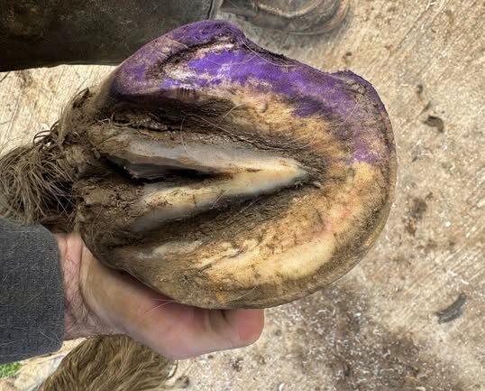 Healthy hoof growth after white line disease treatment in horses