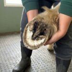 Homemade Thrush Treatment for Horses