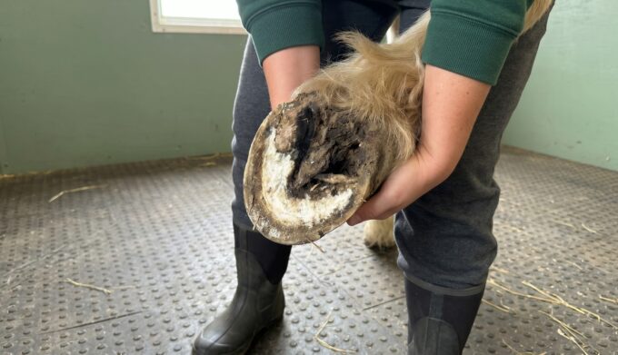 Homemade Thrush Treatment for Horses