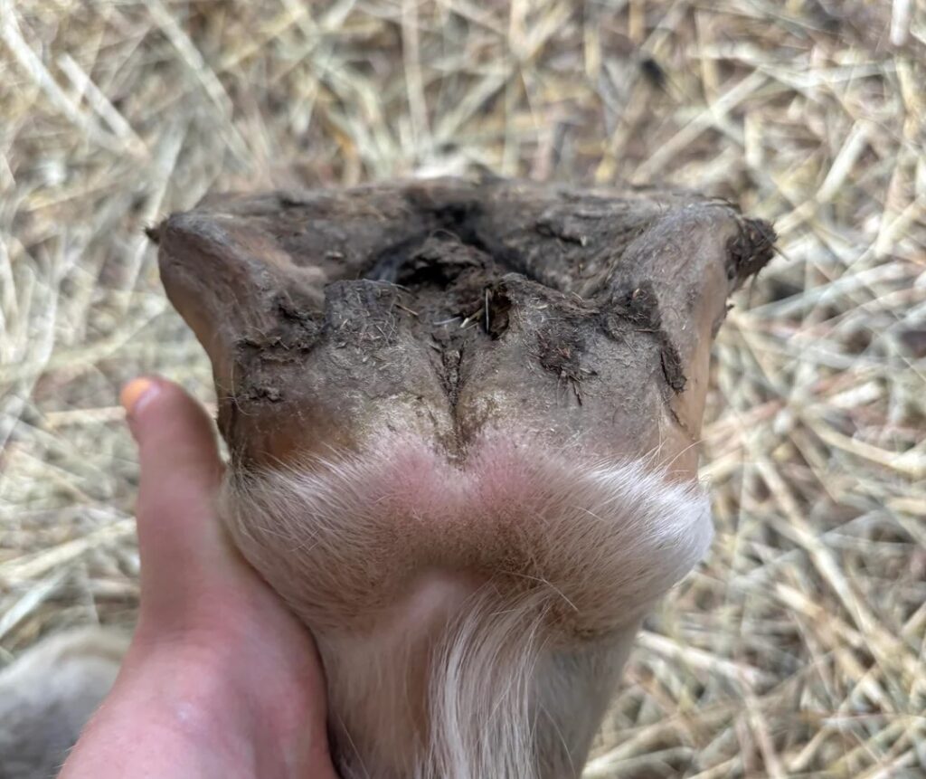 Horse Hoof Fungus Treatment