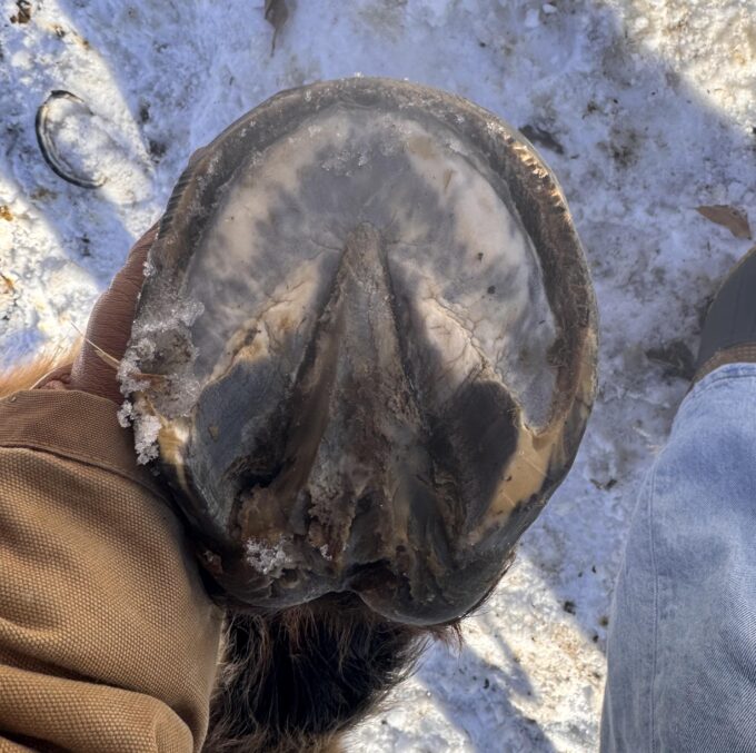 Horse hoof wall separation treatment​