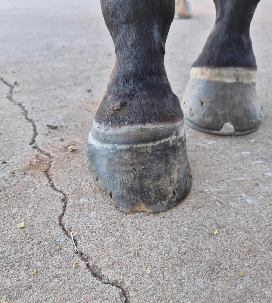 Horse hoof wall separation treatment​1
