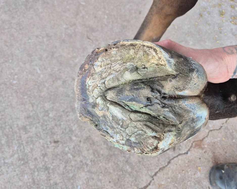 Horse hoof wall separation treatment​3