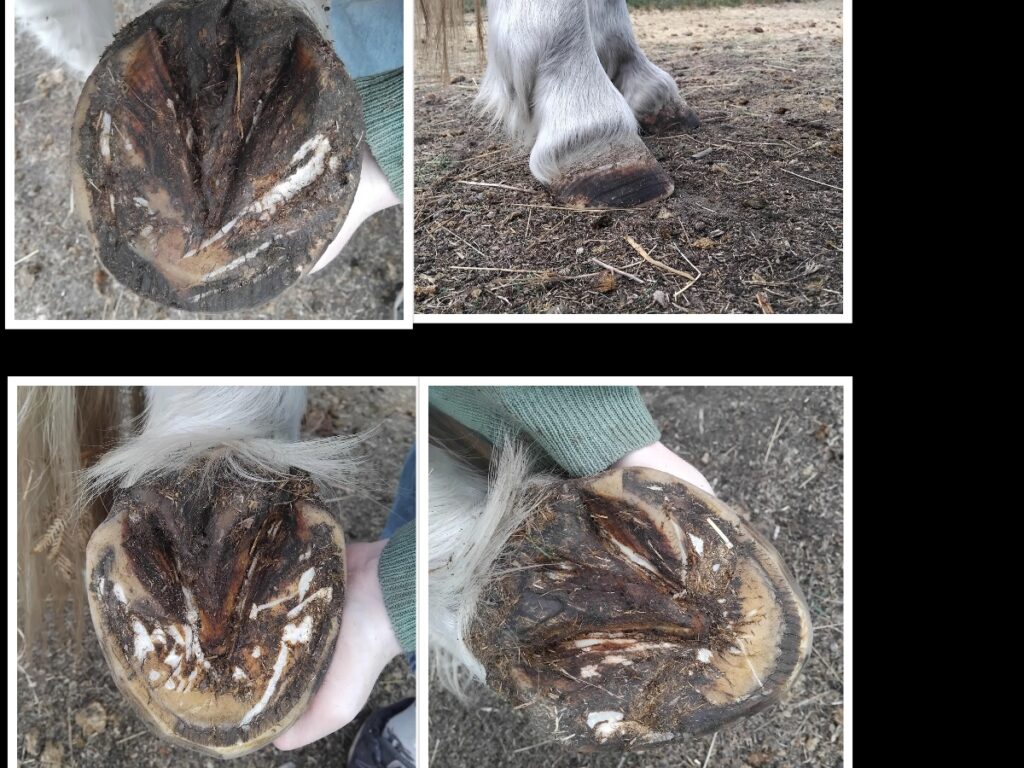 natural cure for laminitis in horses