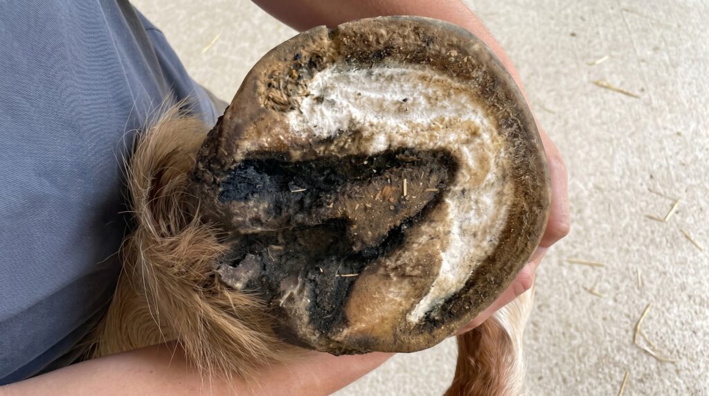 Natural thrush treatment for horses hooves