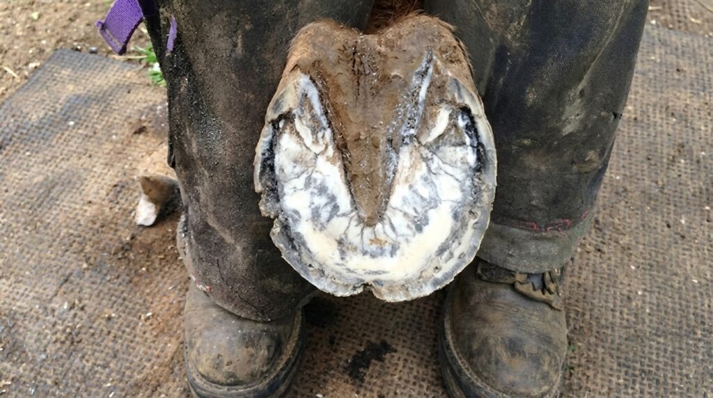 White Line Disease pictures