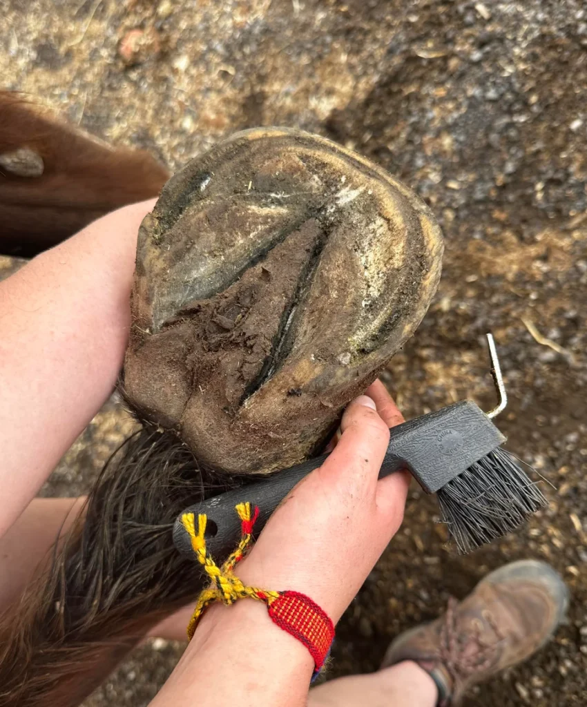 White line disease in horse hoof before treatment