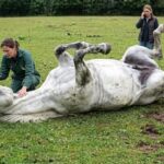 Why is my horse lazy all of a sudden