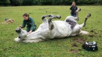 Why is my horse lazy all of a sudden