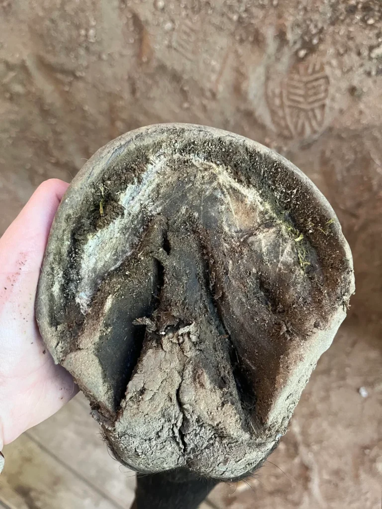 deep sulcus thrush horse treatment