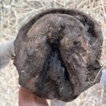 horse-hoof-fungus-treatment