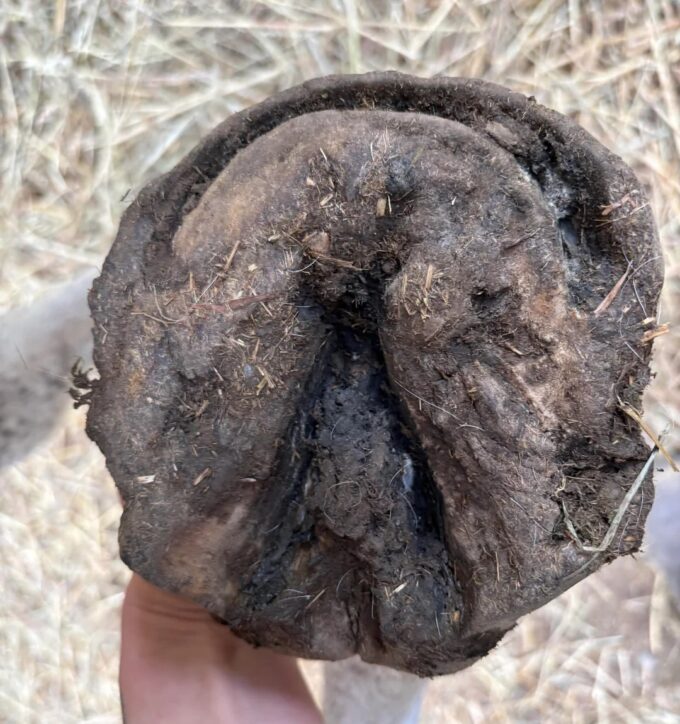 horse-hoof-fungus-treatment