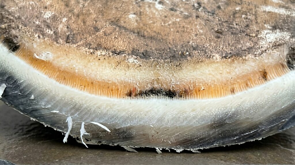 Early Signs of White Line Disease