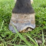 white line disease images of horses