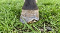 white line disease images of horses