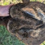 7 Farrier Mistakes That Cause Hoof Abscesses