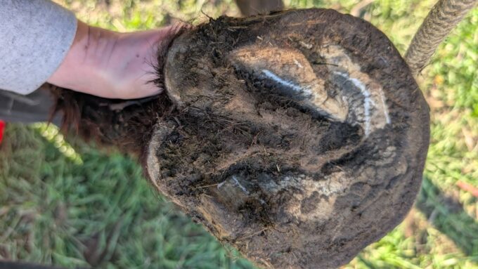 7 Farrier Mistakes That Cause Hoof Abscesses