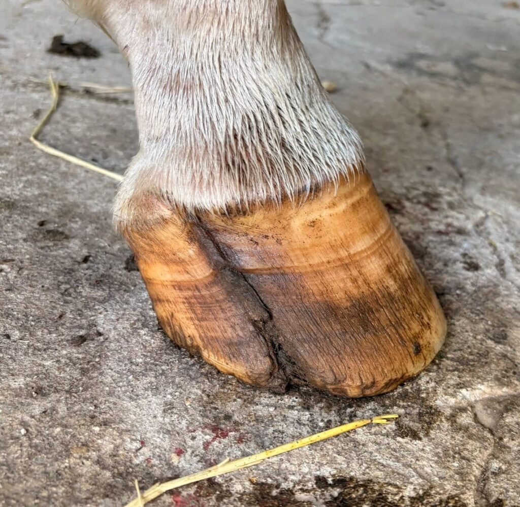 Cracked hooves in horse
