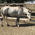 Equine Founder Treatment
