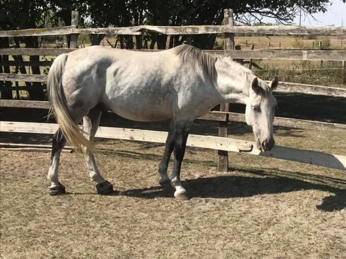 Equine Founder Treatment