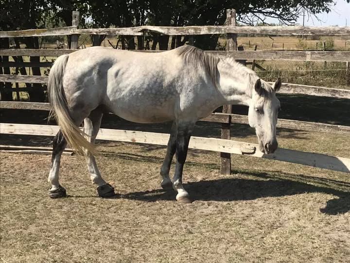 Equine Founder Treatment