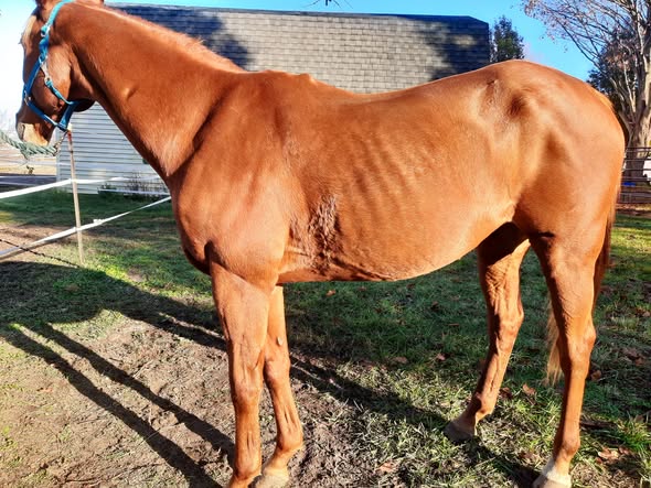 Equine thyroid problems