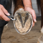 Healthy Hooves for Horses