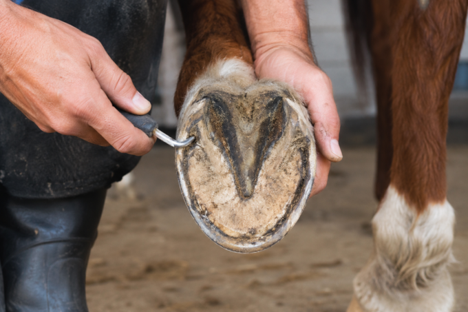 Healthy Hooves for Horses