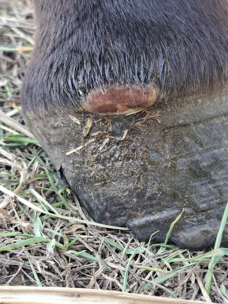 Horse abscess after trimming