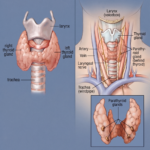 Horse Thyroid Problems