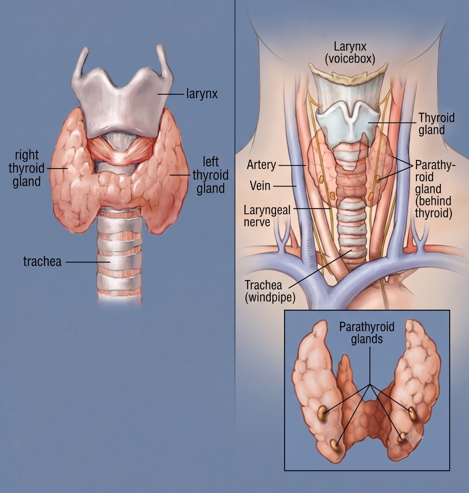 Horse Thyroid Problems