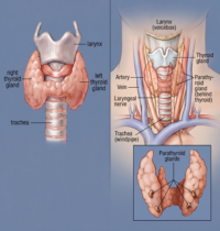 Horse Thyroid Problems
