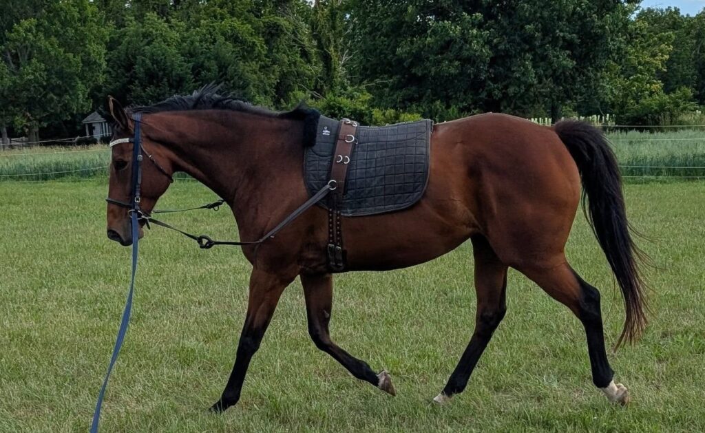 Laminitis in Horses1
