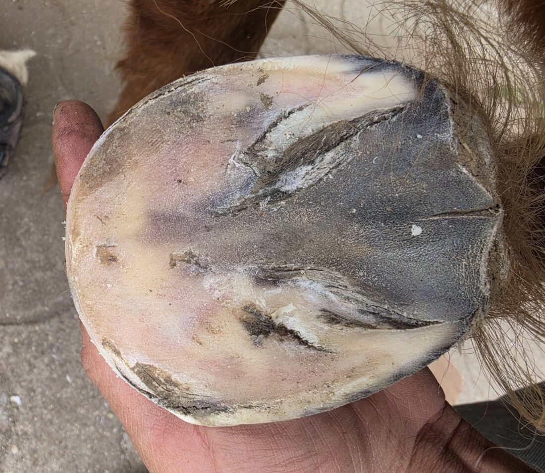 Laminitis in ponies 1