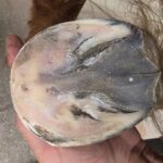 Laminitis in ponies 1