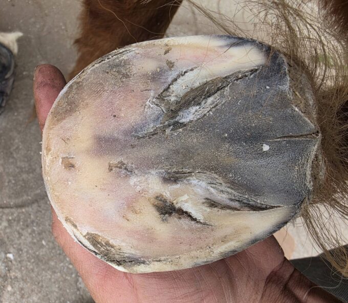 Laminitis in ponies 1