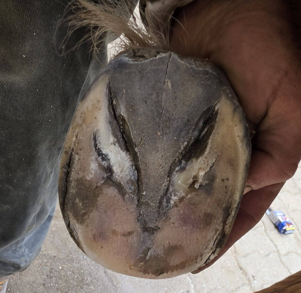 Laminitis in ponies