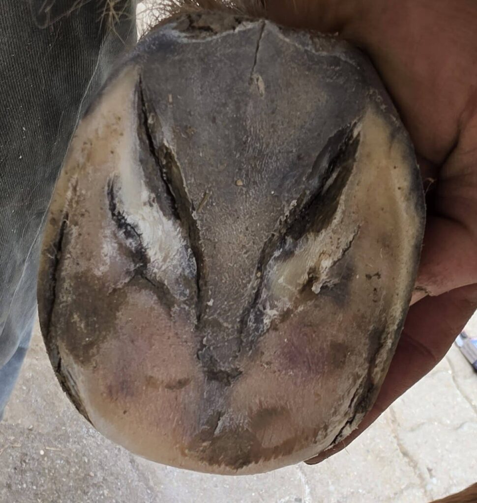 Laminitis in ponies