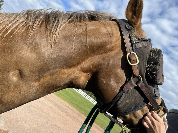 Low thyroid in horses